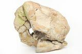 Fossil Running Rhino (Hyracodon) Partial Skull - Wyoming #216118-4